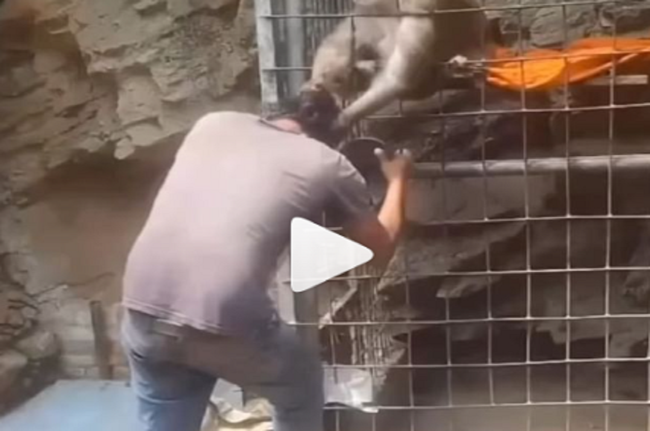 Sunil Grover Video: सुनील ग्रोवर का 'मेरा दिल ये पुकारे' गाने पर मजेदार वीडियो, बंदर ने खींच डाले बाल