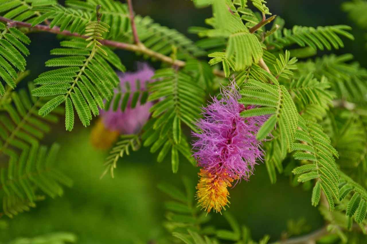 Rules of Shami Plant: इस चमत्कारी पौधे की पूजा करने से दूर होती है शनि की साढ़े साती, भोले बाबा भी होते हैं प्रसन्न