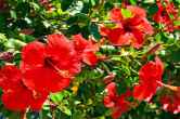 Benefits of Hibiscus Flower: गुड़हल के फूल में छिपे हैं कई सारे गुण, हेल्थ को रखे दुरुस्त जानें इसके अन्य लाभ