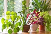 Vastu Tips for Plant
