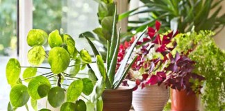 Vastu Tips for Plant