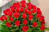 Rose Flower Vastu Remedies: गुलाब के फूल बदल सकता है आपका भाग्य, बस करने हैं ये उपाय नहीं होगी कभी धन की कमी  