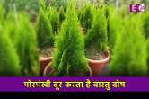 Vastu Tips For Morpankhi Plant: घर में रहता है तनावपूर्ण माहौल, तो आज ही लगा लें ये पौधा, छा जाएगी खुशहाली
