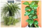 Vastu Tips, Money Plant Tips, Spider Plant, Vastu Shastra, Lifestyle, Lucky Plant
