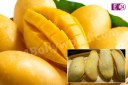 Mango kernels Benefits, Mango kernels Benefits In Hindi, Health Tips, Mango Benefits
