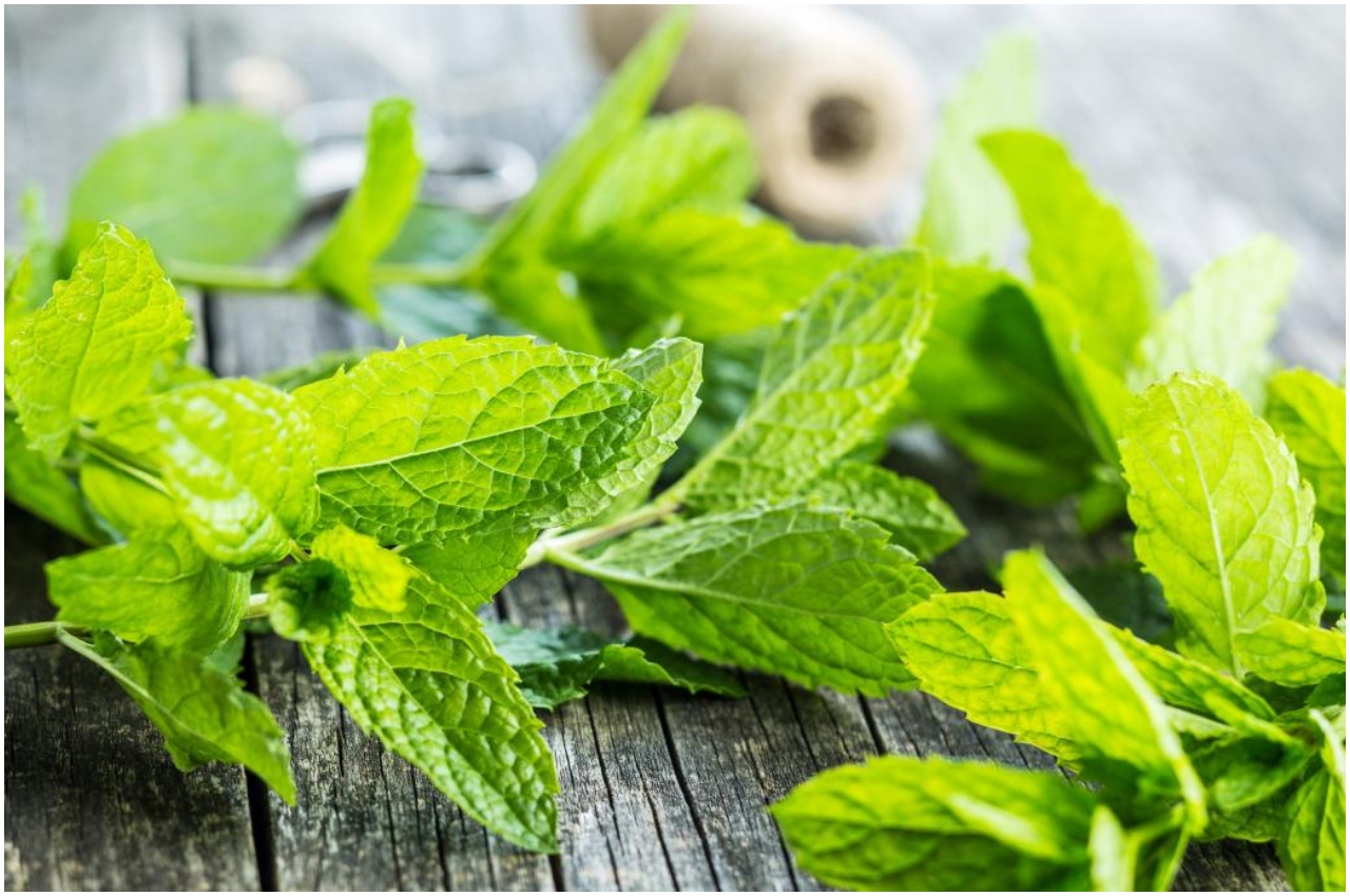 Mint Leaves Benefits