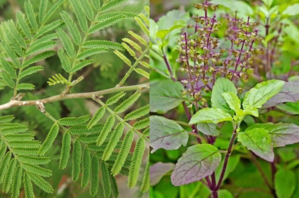 Sawan 2023, Lucky Plants, Sawan ke Upay, Bhole Baba Ko Manane Ke Upay, Plants
