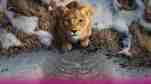 mufasa the lion king (